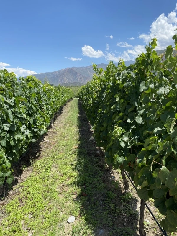 vinicolas cafayate