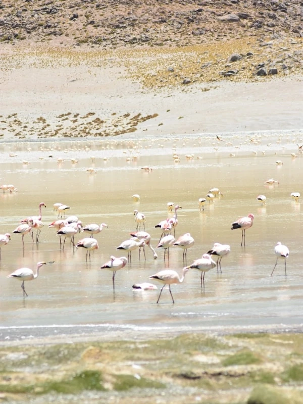 lago flamingos catamarca